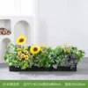 Auspicioso y de buena suerte, ideal para jardineras de 100 cm.