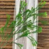 Large branches of deep green cypress