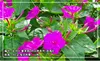 Rouge rose