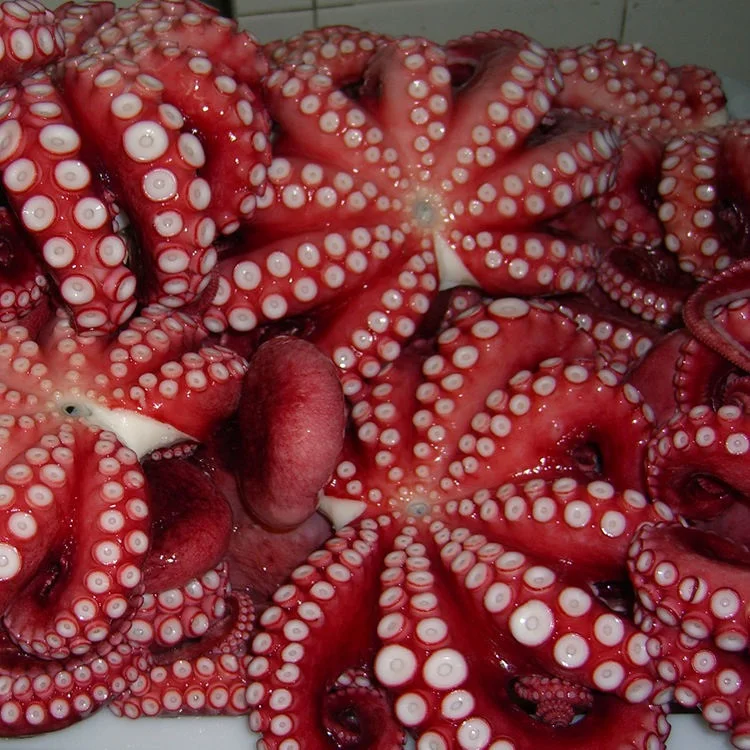 Fresh And Frozen Seafood Octopus Octopus Frozen Octopus For Sale Buy
