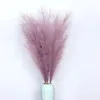 Pourpre