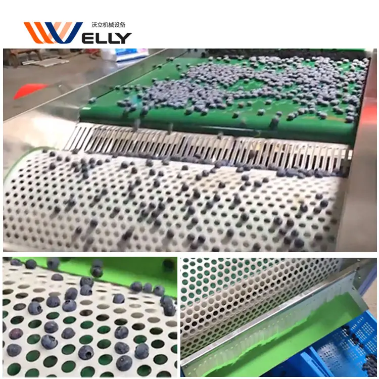 More Convient Automatic Blueberry by Size Sorter Grader Machine With Cushioning Material