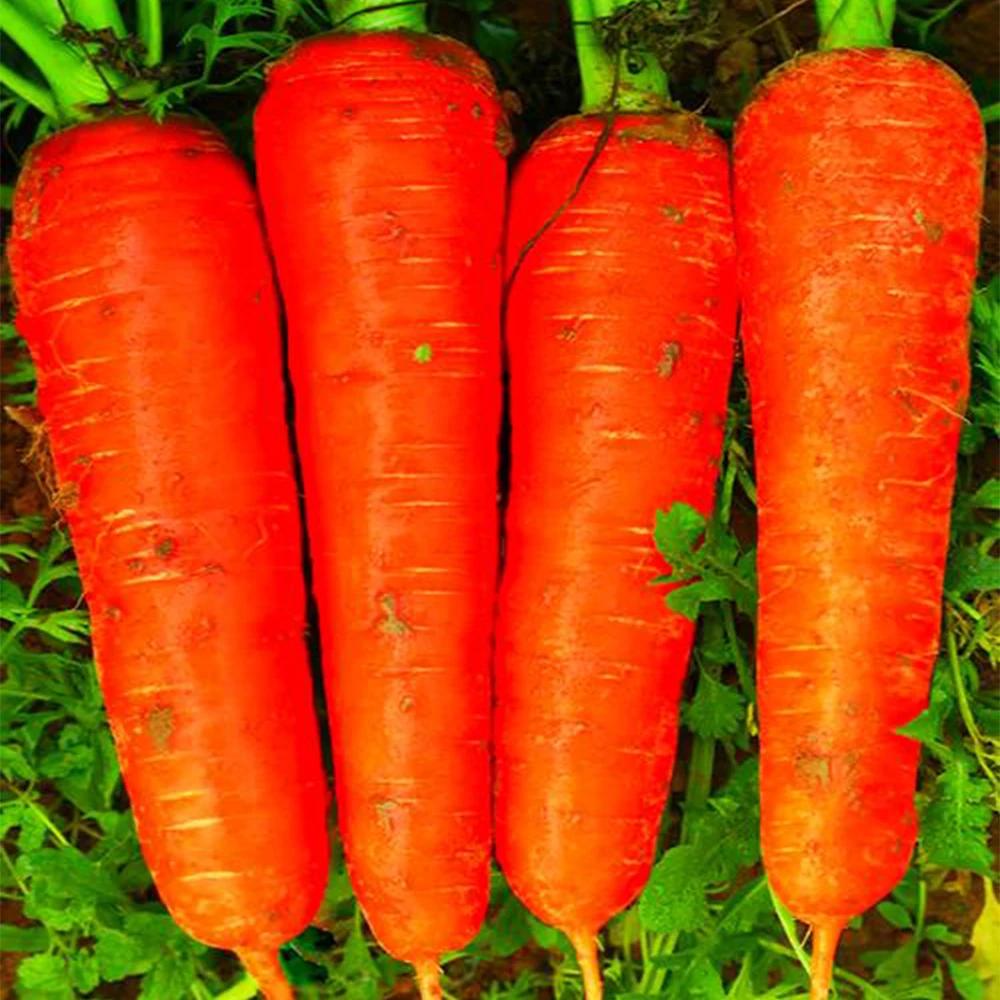 Top Grade Wholesale Supply Organic Planting Fresh Vegetables Wholesale Carrot Fresh Red Carrot 10kg Paper Carton Lowest Price