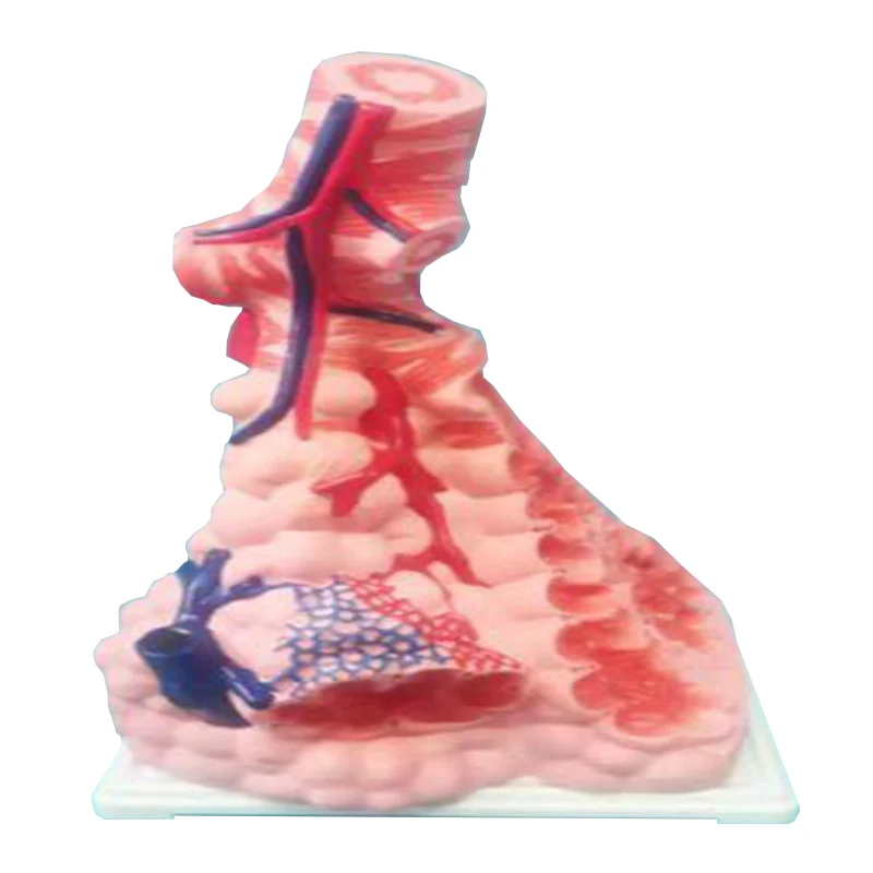 Teaching Resources Medical Science Alveolar Model