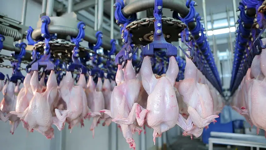 Slaughtering machinery and equipment for broiler slaughtering broiler factory