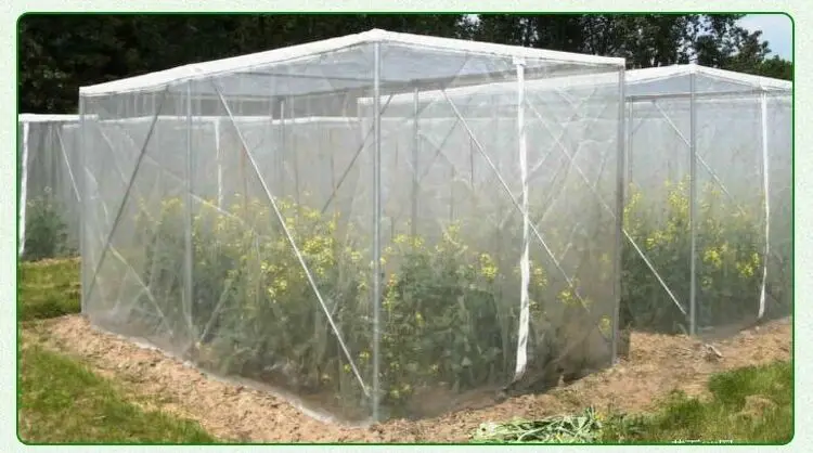 Insect Net