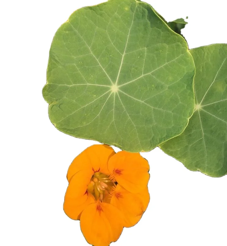 花红色橙色多色印度水芹僧侣水芹种子 Buy 印度水芹种子 僧侣水芹种子 橙色印度水芹种子product On Alibaba Com