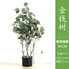 Albero di eucalipto 2