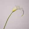 01-Blanco