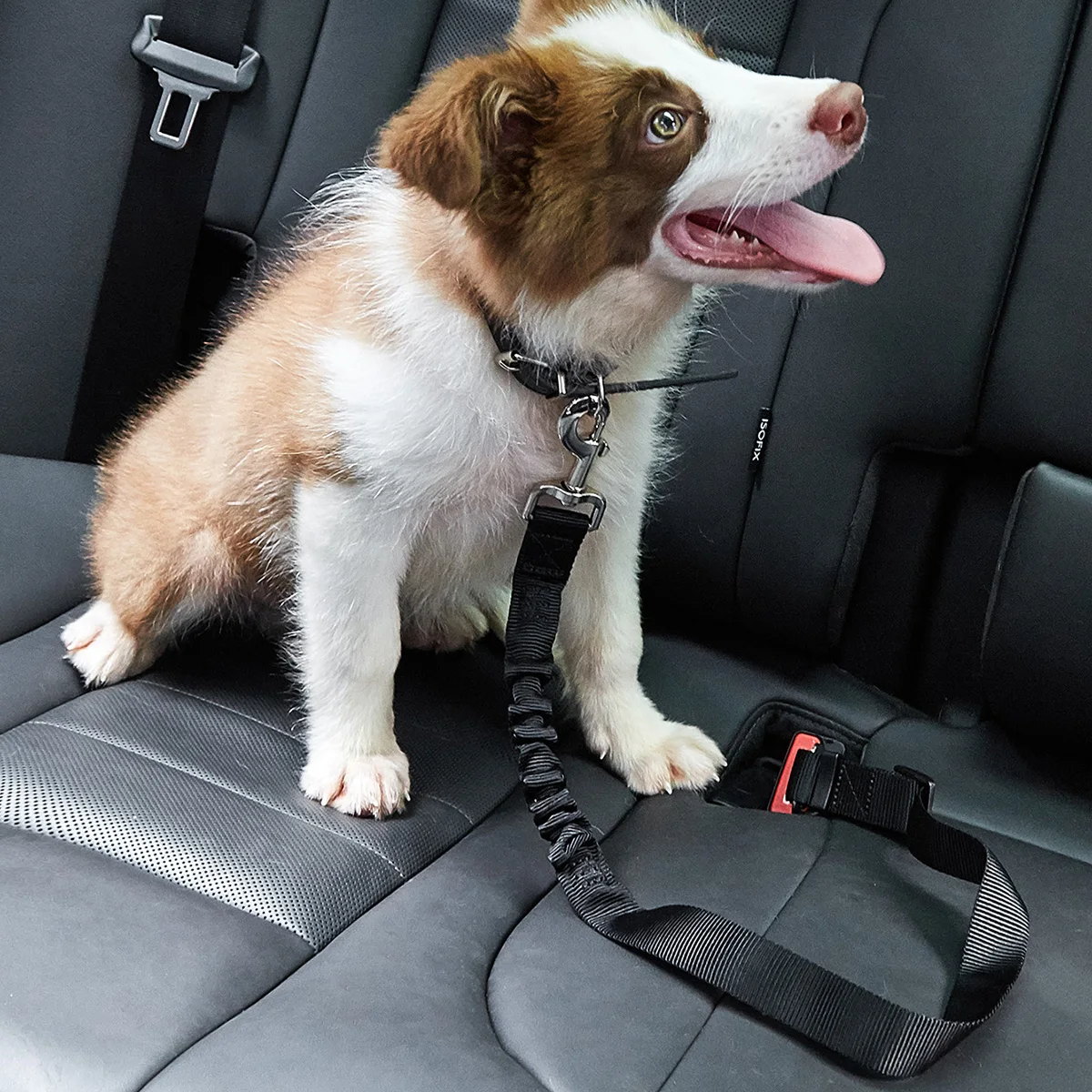 how do you tether a dog seat belt