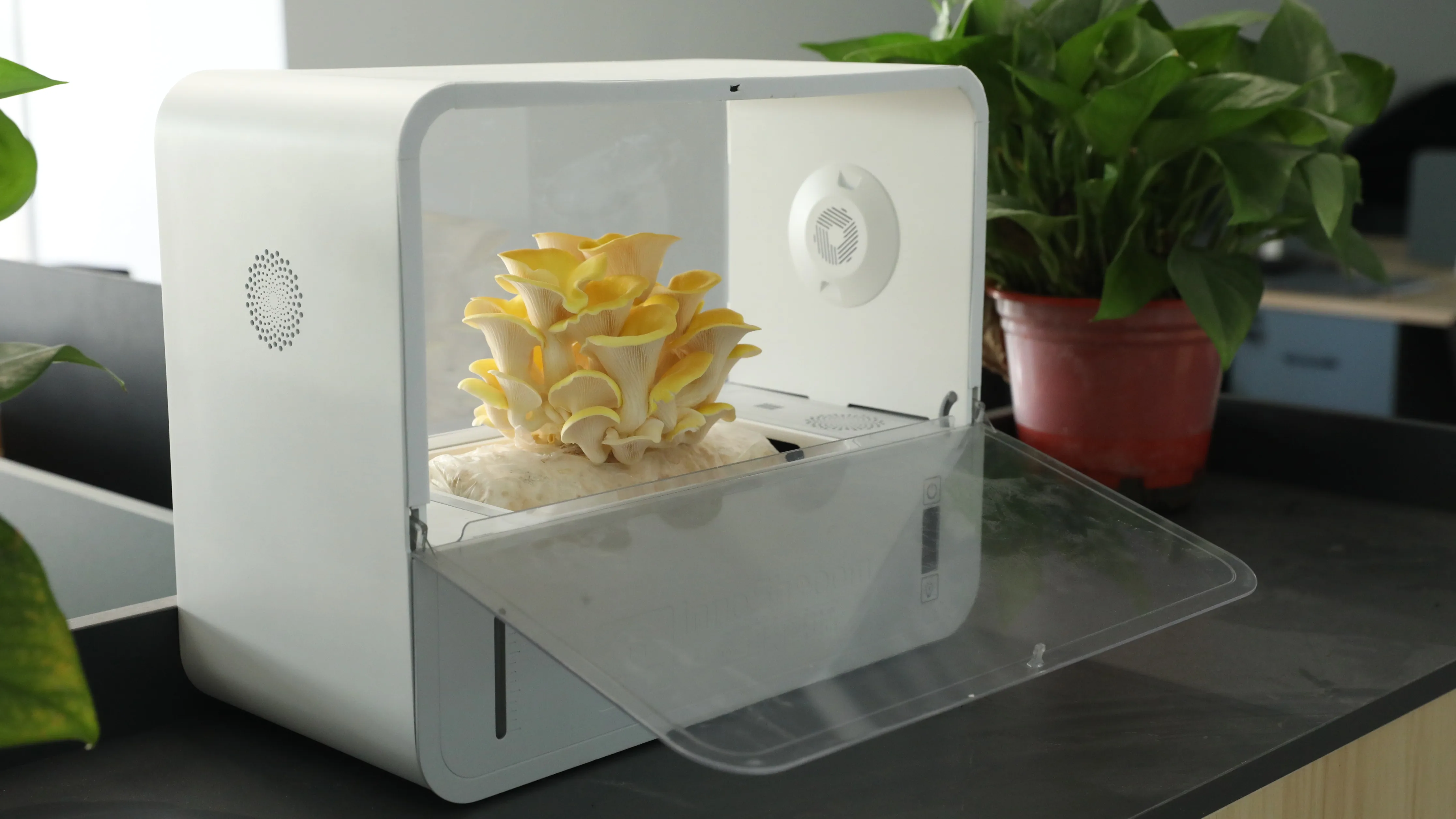 Hydroponic Desktop Mushroom Growing Machine Buy Mushroom Desktop