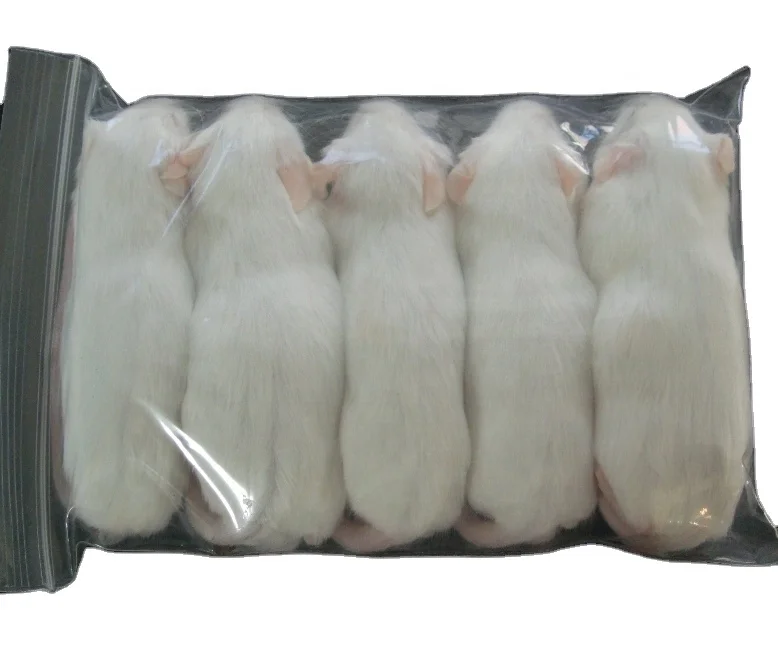 Frozen Snake Food ubicaciondepersonas.cdmx.gob.mx