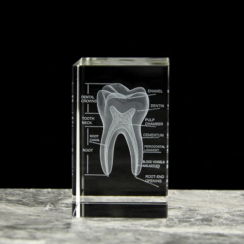 3D Crystal Teeth Engraved Cube Anatomy Model - Ideal Souvenir for
