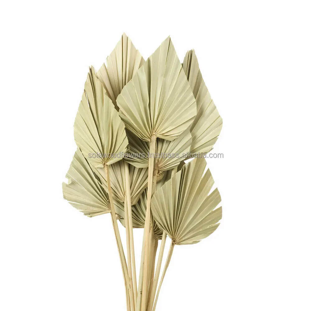 Palm Spear.jpg