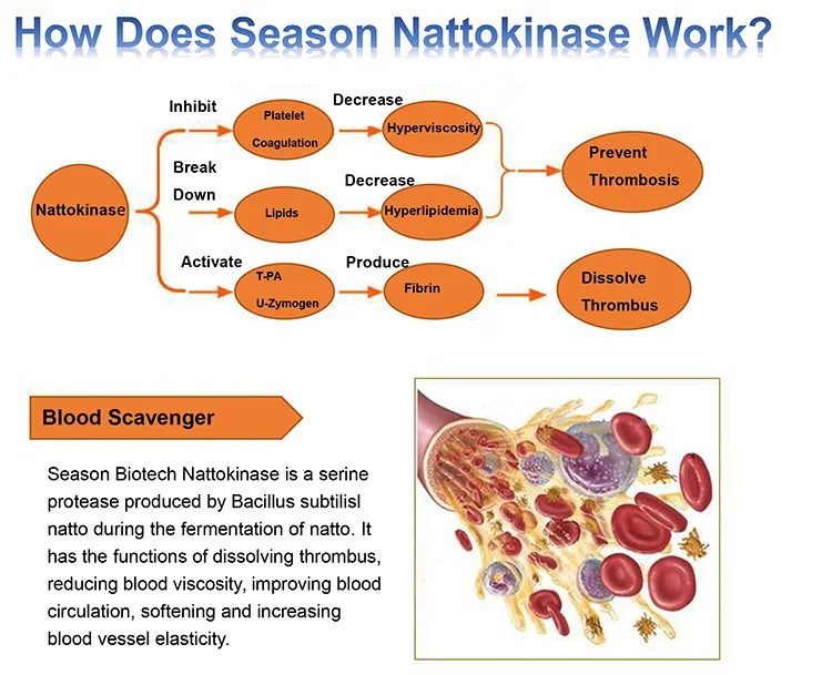 Nattokinase.jpg