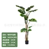 Monstera deliciosa 180CM