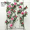เถาวัลย์กุหลาบเทพธิดาดวงดาวและดวงจันทร์ - กุหลาบสีชมพู