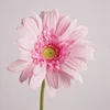 Pink3