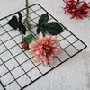 Raíz de loto rosa