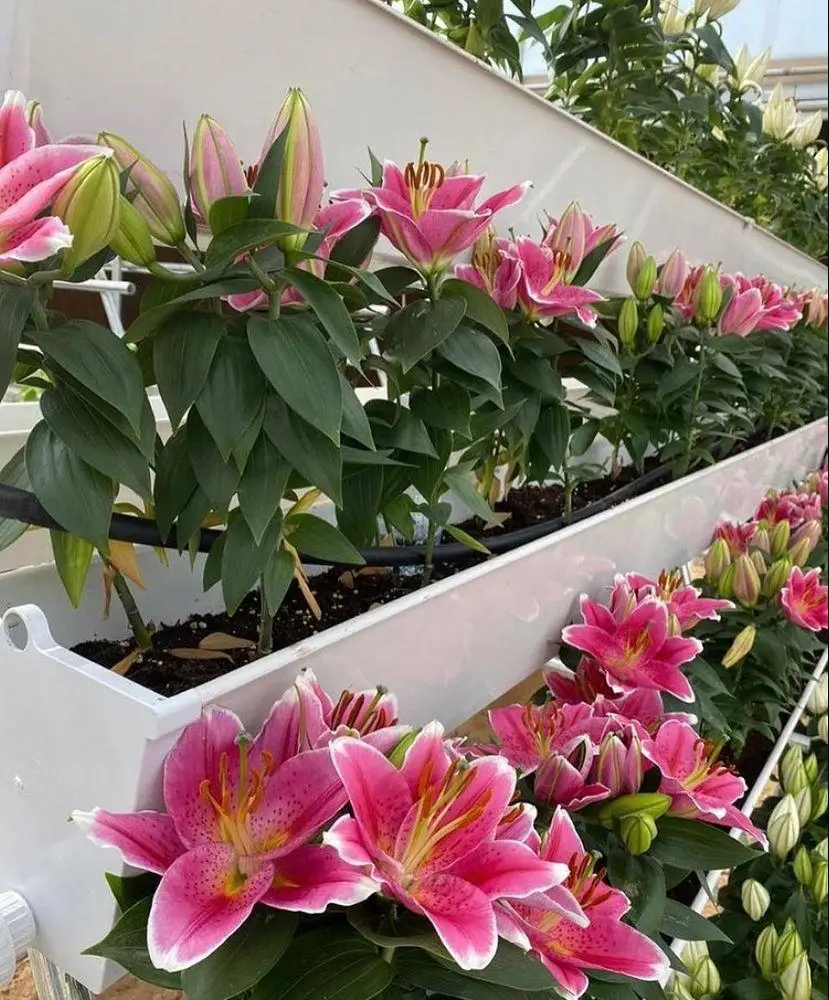 strawberry gutter