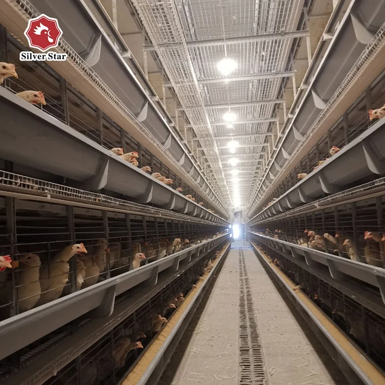 自動チキンフィーダーバケツ鶏肉ダブルロウホールシェイプグランド  