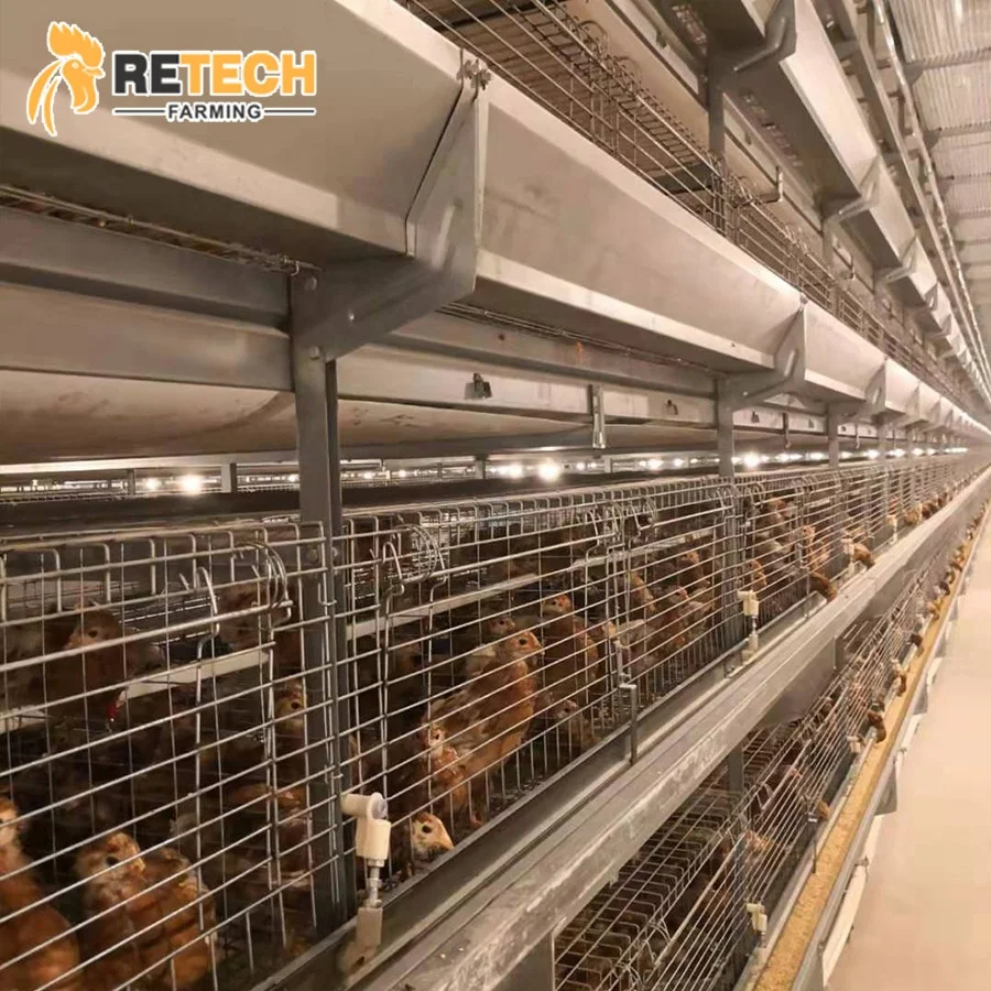 H Type Automatic Baby Layer Broiler Chicken Brooder Day Old Chick Battery Pullet Cage