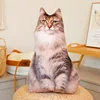 Maine coon cat