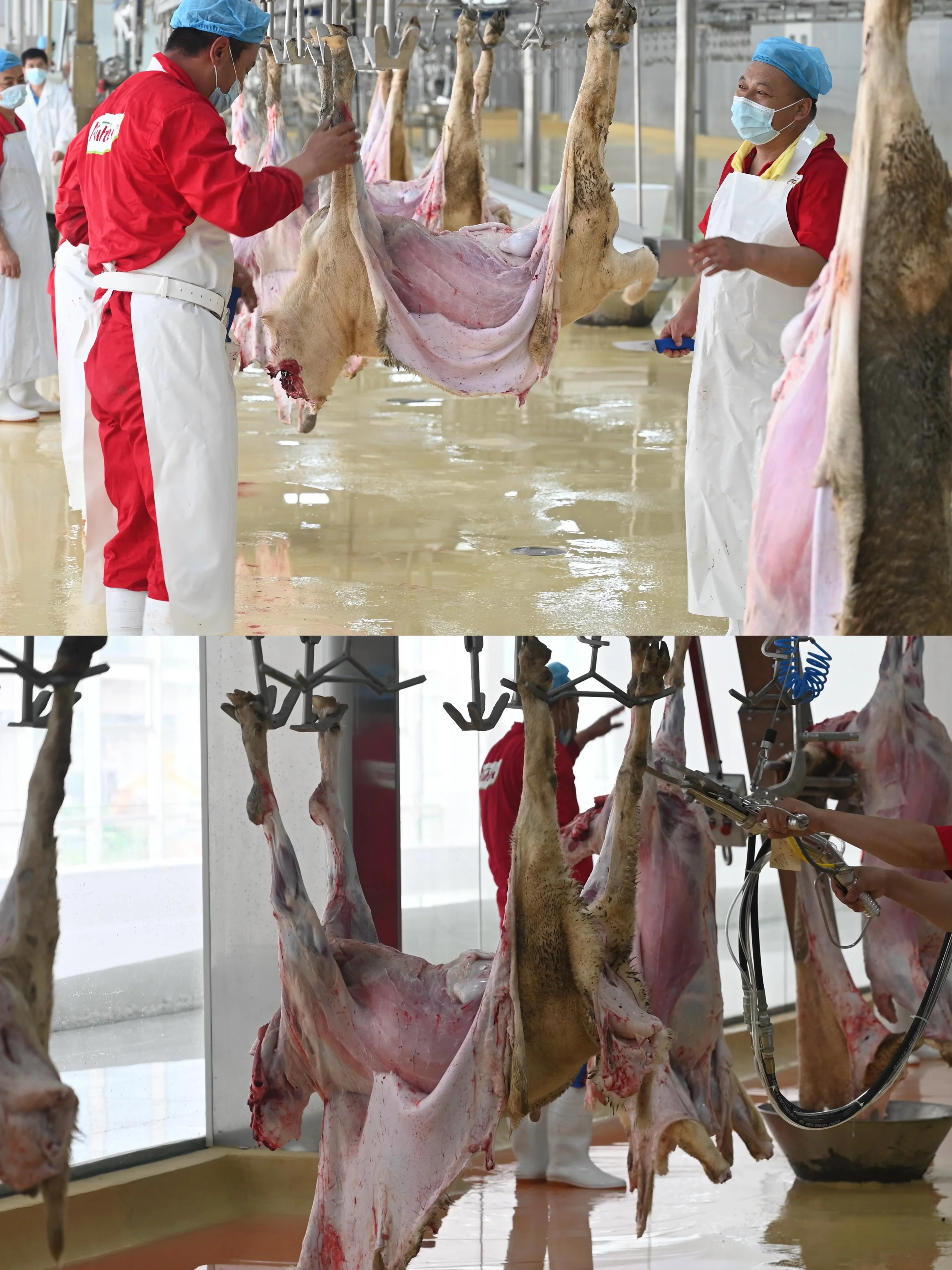 Complete sheep and goat slaughtering line equipment - efficient processing systems for meat factories and modern slaughterhouses