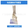 Articulaciones del pie móviles y dinámicas sin ligamentos