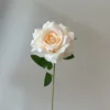 แชมเปญ