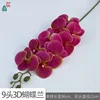 9 cabeza 3D Phalaenopsis LFY Rosa roja