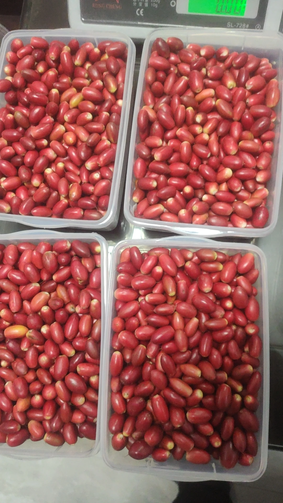 Wholesale Supplements  Dried Miracle Berry  Freeze Dried Miracle Fruit Berries with Customized Packing