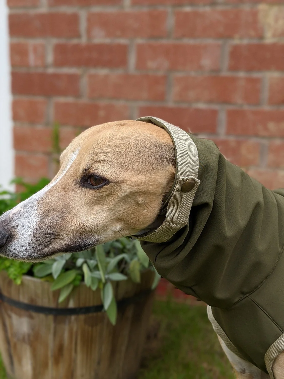 Qiqu Pet Supplies Custom New Designer Luxury Winter Warm Fleece Dog Coat Vest Jacket for Italian Greyhound Whippet Gripper Dogs