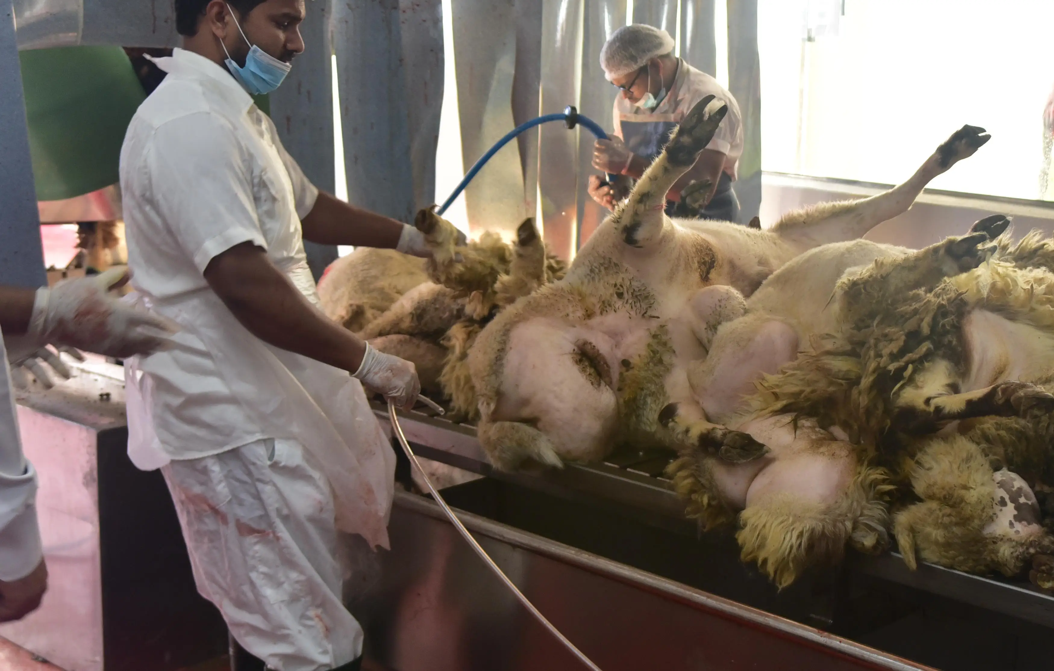 Complete sheep and goat slaughtering line for modern slaughterhouses and meat processing plants