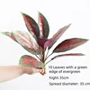 Hosta-H1 a 10 foglie