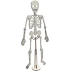 human skeleton