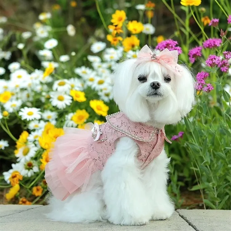 dog dressed as fairy Fairy Dog Costume - LED Butterfly Wings for Dogs