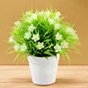 Lily white