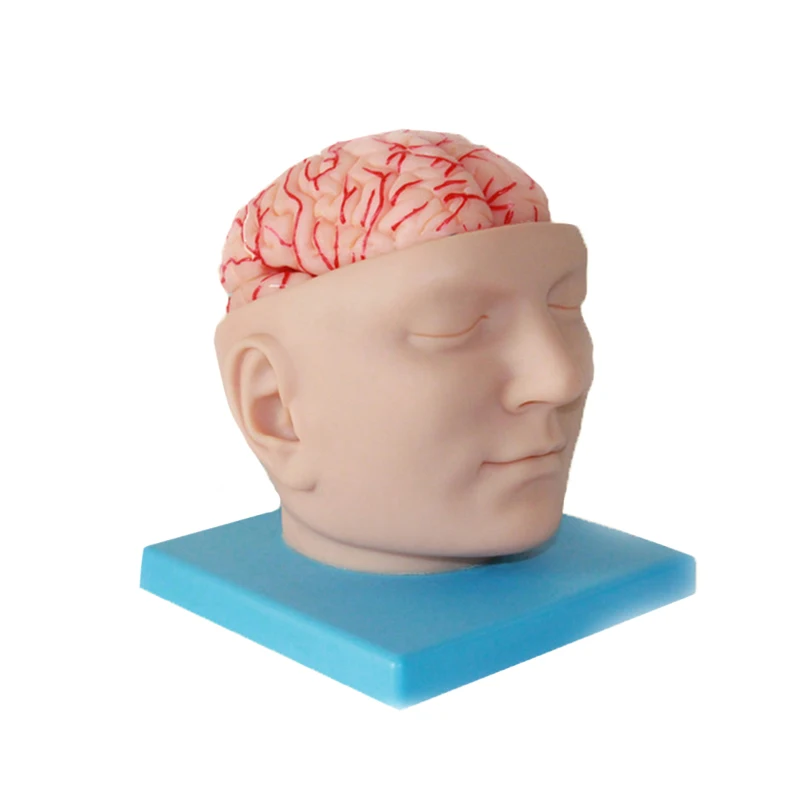 China Life Size Medical Education Human Brain Anatomy 3d Model With ...