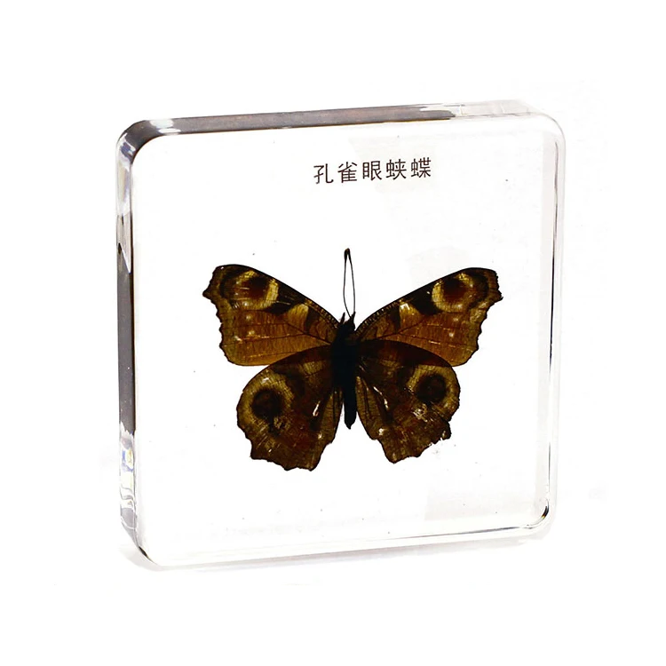 Обучающие ресурсы пресс-папье бабочки таксидермия настоящая бабочка инструменты для дошкольного