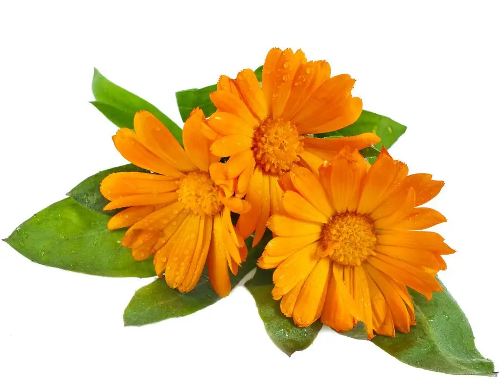 Calendula officinalis Flower extract