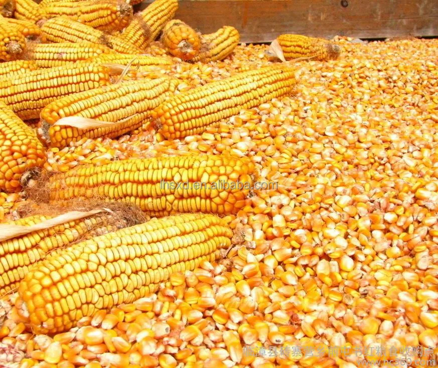 Кукуруза 3 листа. Кукуруза в мешках. Клетка кукурузы. Corn Storage. Мммм кукурудзо.