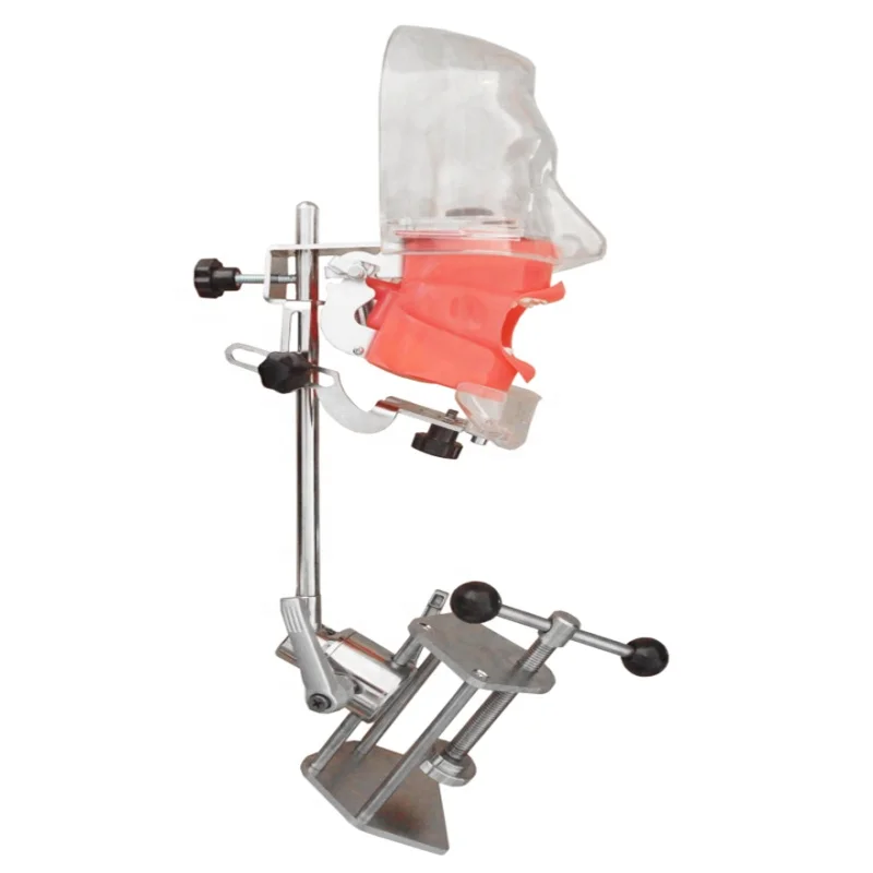 Bench Mounted Simple Phantom Head Model for Dentist Education Dental Simulator Nissin Manikin with Transparent Phantom Head