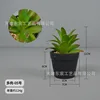 Suculenta-05