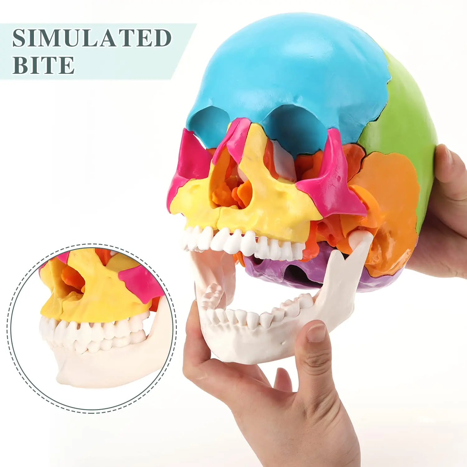 Color 22 Parts Life Size Exploded Anatomical Skull Model for Medical Student Human Anatomy Teaching and Studying Natural Large