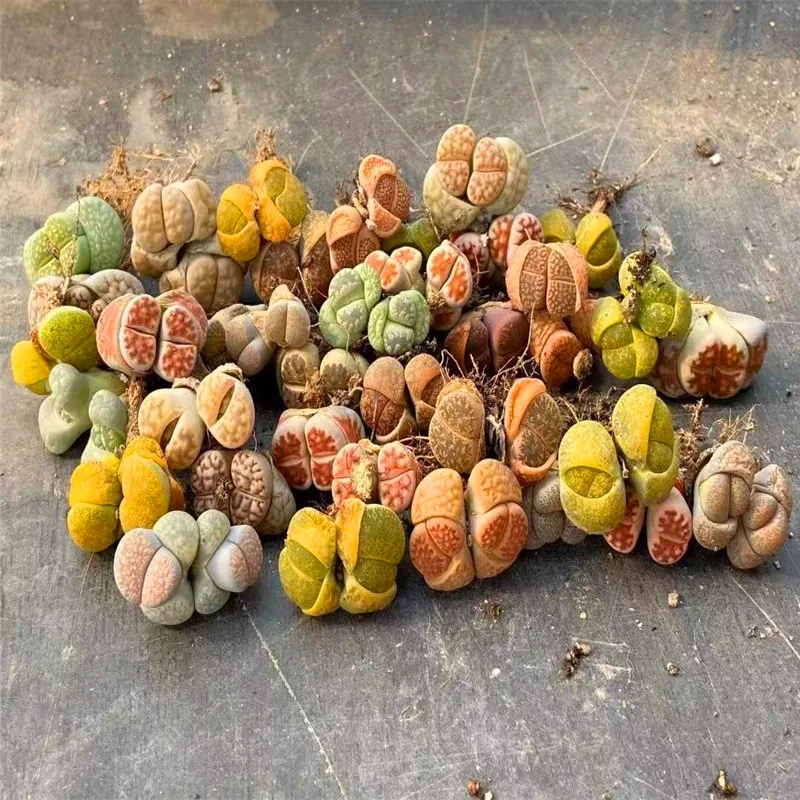 批发仙人掌多肉植物生活两侧石头lithops Buy 肉质植物 双方石头生石花 Lithops Product On Alibaba Com