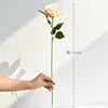 Rosa Champagne de un solo tallo