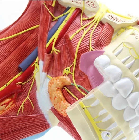 Human Cranial and Nerves Anatomical Model Brain Nerve Model Cranial Nervous System Anatomy Model Enlarged Nasal Vascular Muscle