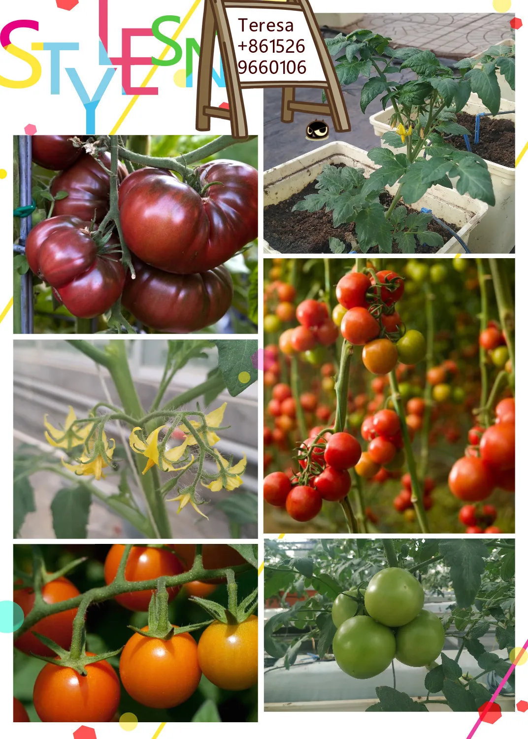tomato greeenhouse (1).jpg