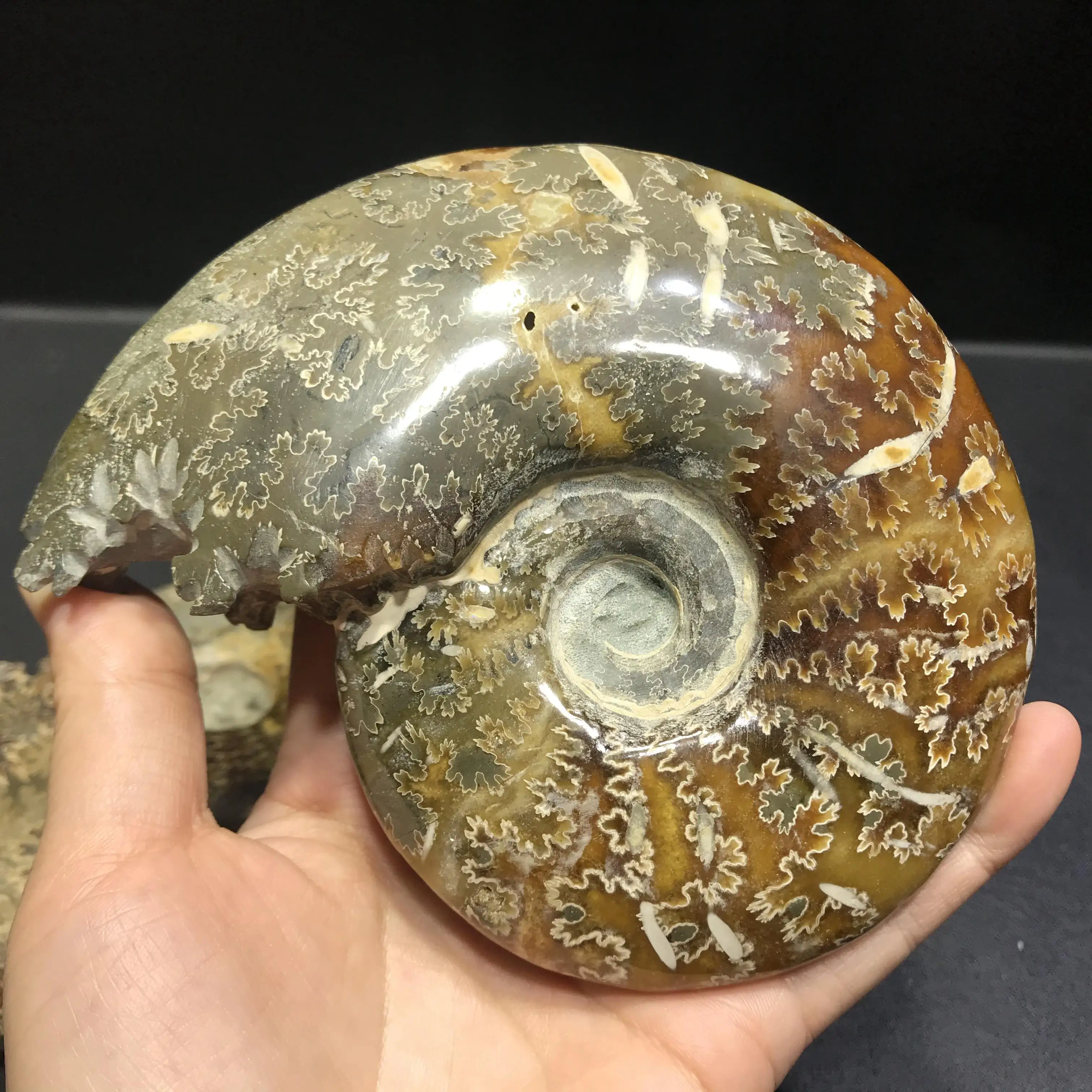 Penjualan Laris Grosir Kerang Fosil Kerang Ornamen Siput Laut Ammonite Besar Alami Untuk Kerajinan Kristal Buy Slip Untuk Dijual Conch Fosil Shell Mmonite Siput Laut Product On Alibaba Com